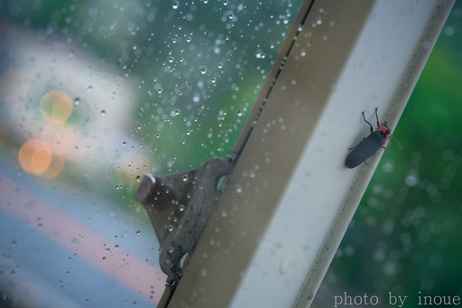 20190609_雨宿りホタル.jpg