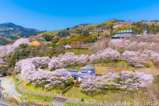 2019遊栗館桜1.jpg