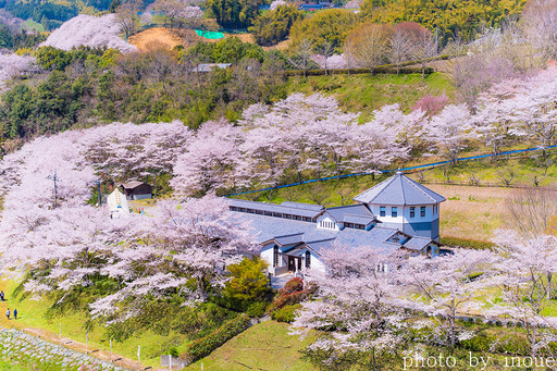 2019遊栗館桜2.jpg