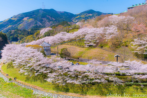 2019遊栗館桜3.jpg