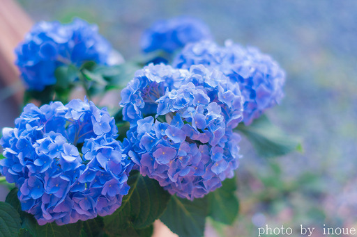 お得意様宅の紫陽花.jpg