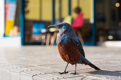 久々の野鳥フォト_イソヒヨドリ1.jpg