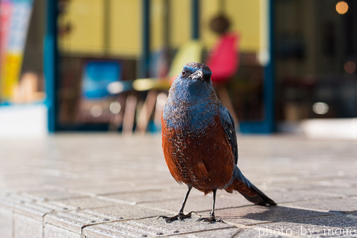 久々の野鳥フォト_イソヒヨドリ3.jpg
