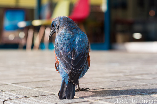 久々の野鳥フォト_イソヒヨドリ4.jpg