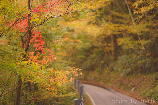 紅葉フォト始めました1.jpg