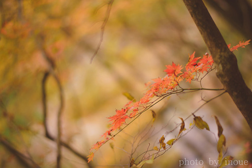 紅葉フォト始めました2.jpg