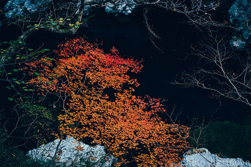 紅葉フォト始めました3.jpg