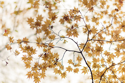 紅葉フォト始めました4.jpg