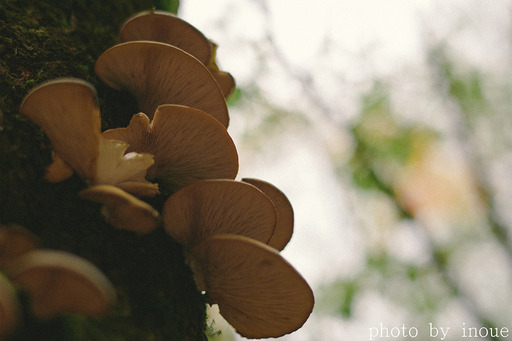 紅葉フォト始めました5.jpg