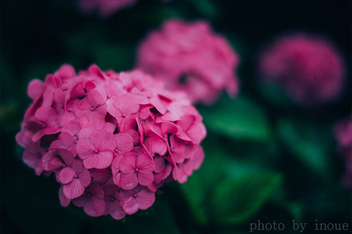 紫陽花フォト3.jpg