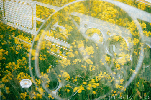 菜の花巡り4.jpg