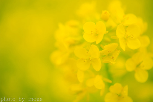 菜の花巡り6.jpg