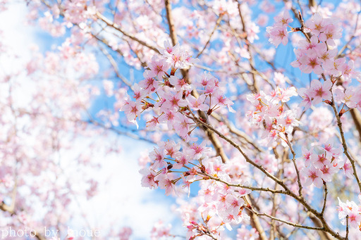 近所の桜1 のコピー.jpg