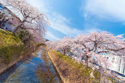 郷之谷川枝垂れ桜1.jpg