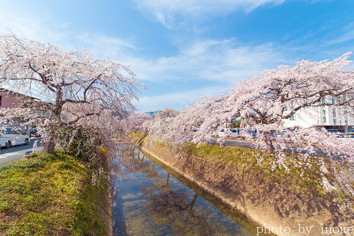 郷之谷川枝垂れ桜2.jpg