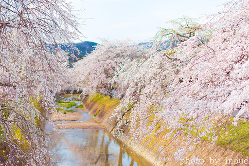 郷之谷川枝垂れ桜3.jpg