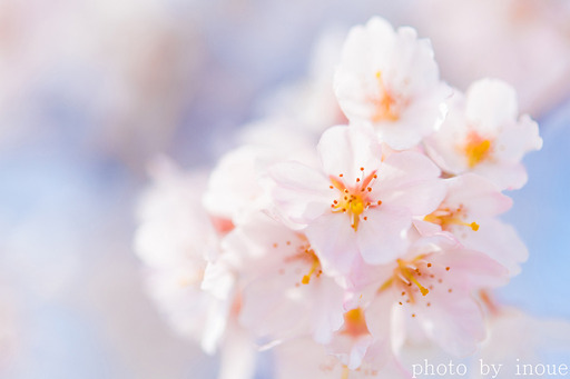郷之谷川枝垂れ桜4.jpg