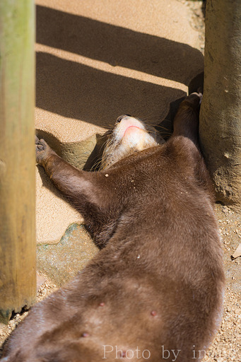 野生を忘れたカワウソ2_ブログ用.jpg
