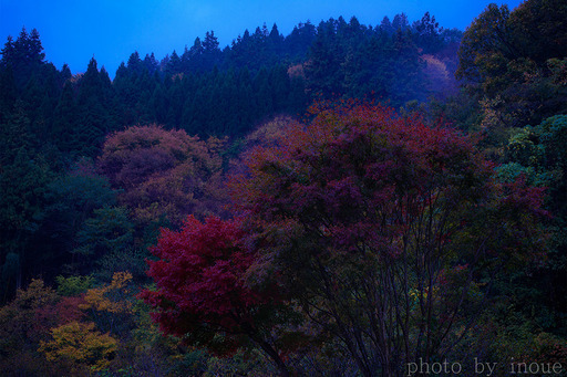 雨の日の紅葉.jpg